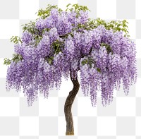 PNG Purple Wisteria flower tree flowers wisteria blossoms.