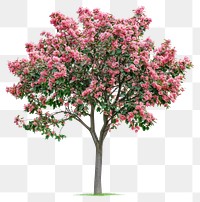 PNG Pink flowers green tree blossom plant blossoming.