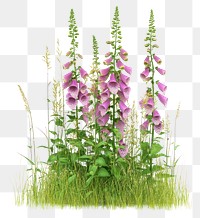 PNG Foxglove flower plant bloom.