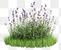 PNG Lavender flowers grass blossoms.