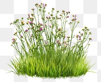 PNG Grass flower green green grass.