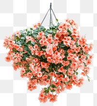 PNG Real hanging flower bushes flowers arrangement chandelier.