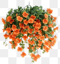 PNG Real hanging flower bushes flowers orange leaves.