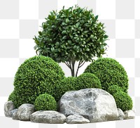 PNG Plants garden hedge rocks.