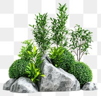 PNG Plants garden green rock.