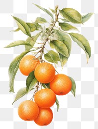 PNG Fruit illustration botanical realistic.