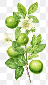 PNG Green lime branch with flower green lime illustration botanical leaves.