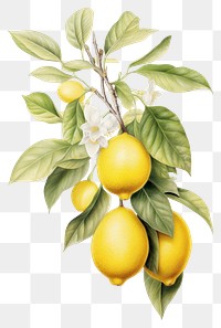 PNG Lemon branch fruit illustration realistic.