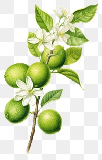 PNG Lime branch with flower green lime illustration botanical flowers.