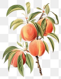 PNG Peach branch fruit peach illustration.