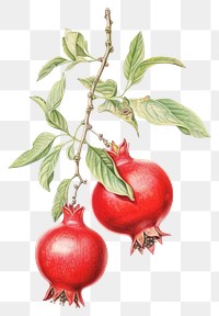 PNG Pomegranate branch pomegranate illustration botanical.