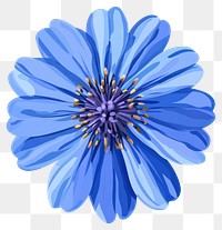 PNG Real blue flower illustration petals asteraceae.