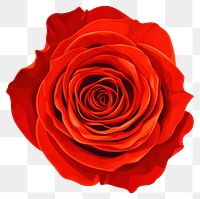 PNG Real red rose flower illustration botanical blossom.