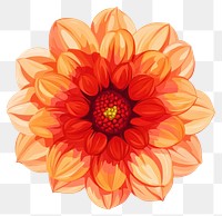 PNG Real Dahlia flower illustration dahlia chandelier.