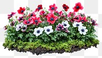 PNG Anemone flower bed anemones garden nature.