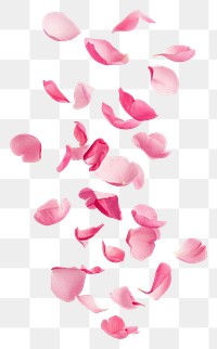 PNG Pink petals floating background isolated flower.