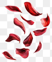 PNG Red petals floating background white red.