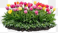 PNG Tulips flowers bush tulips spring arrangement.