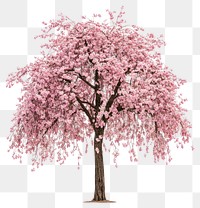 PNG Weeping Cherry tree blossom flowers cherry.