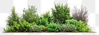 PNG Bushes and shrubs plants arrangement vegetation.