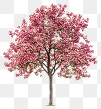 PNG Crabapple tree blossoms isolated springtime.