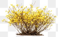 PNG Forsythia flowers bush spring plant photography.