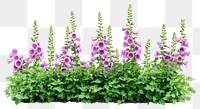 PNG Foxglove flowers bush foxgloves plants arrangement.