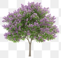 PNG Lilac tree lilac flowers plant.