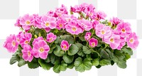 PNG Primroses flowers bush primroses plant pink.