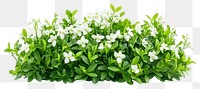 PNG Snowdrop flowers bush background white arrangement.