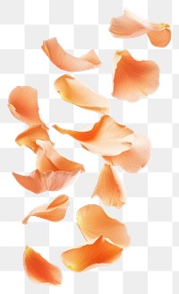 PNG Peach petals floating arrangement decoration delicate.