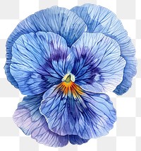 PNG Blue Pansies flower pansy illustration watercolor.