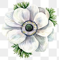 PNG White Anemones flower anemone art illustration.