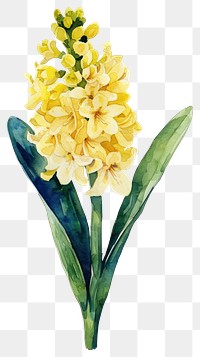 PNG Yellow Hyacinths flower illustration watercolor vibrant.