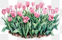 PNG Pink Tulip flower bed flowers tulips art.