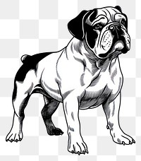 PNG Black and white bulldog art illustration drawing.