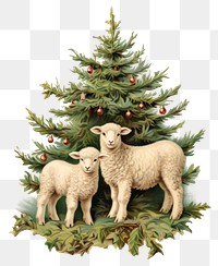 PNG Lambs Run around Christmas tree christmas illustration pine.