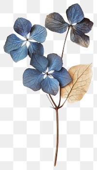 PNG Real Pressed blue hortensia flowers petals dried.