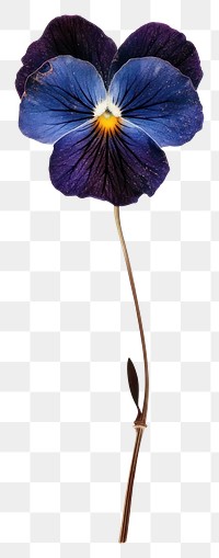 PNG Real Pressed pansy flower illustration botanical.