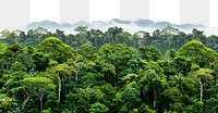 PNG Tropical rainforest landscape nature vegetation natural.