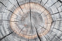 PNG Wooden background tree circular texture.