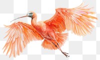 PNG Ibis spreading wings illustration vibrant colors.