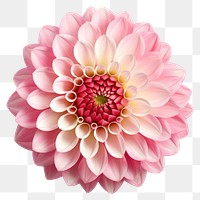 PNG Dahlia dahlia flower beauty.