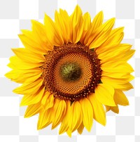 PNG Sunflower vibrant beauty photography.