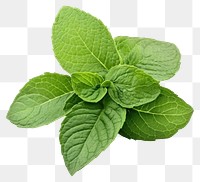 PNG Fresh green mint leaves leaf herbs fresh.