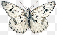 PNG Butterfly butterfly illustration art.