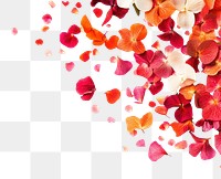 PNG Flowers confetti border background petals white.