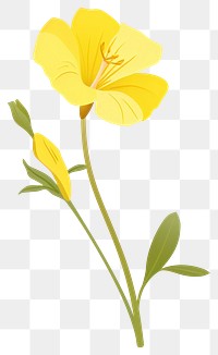 PNG Common evening primrose illustration flower design.