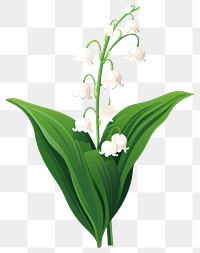 PNG Lily of the Valley playful illustration flower valley.