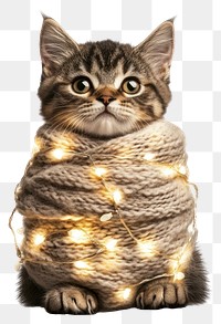 PNG A christmas cat wrapped by christmas decoration light animal kitten lights.